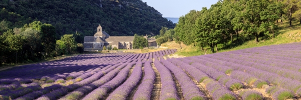 France, Vaucluse (84), commune de Gordes, champ de lavande devant l'abbaye Notre-Dame-de-Sénanque du XIIe siècle // France, Vaucluse, municipality of Gordes, field of lavender in front of the abbey Notre-Dame-de-Sénanque of the XIIth century
