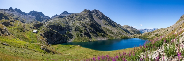 France, Alpes-Maritimes (06), Parc National du Mercantour, les lacs de Vens, le grand lac supérieur (2325m), fleurs de l'Épilobe en épi (Chamerion angustifolium) // France, Alpes-Maritimes, Mercantour National Park, the lakes of Vens, the great lake superior (2325m), flowers of the great willowherb or rosebay willowherb  (Chamerion angustifolium)